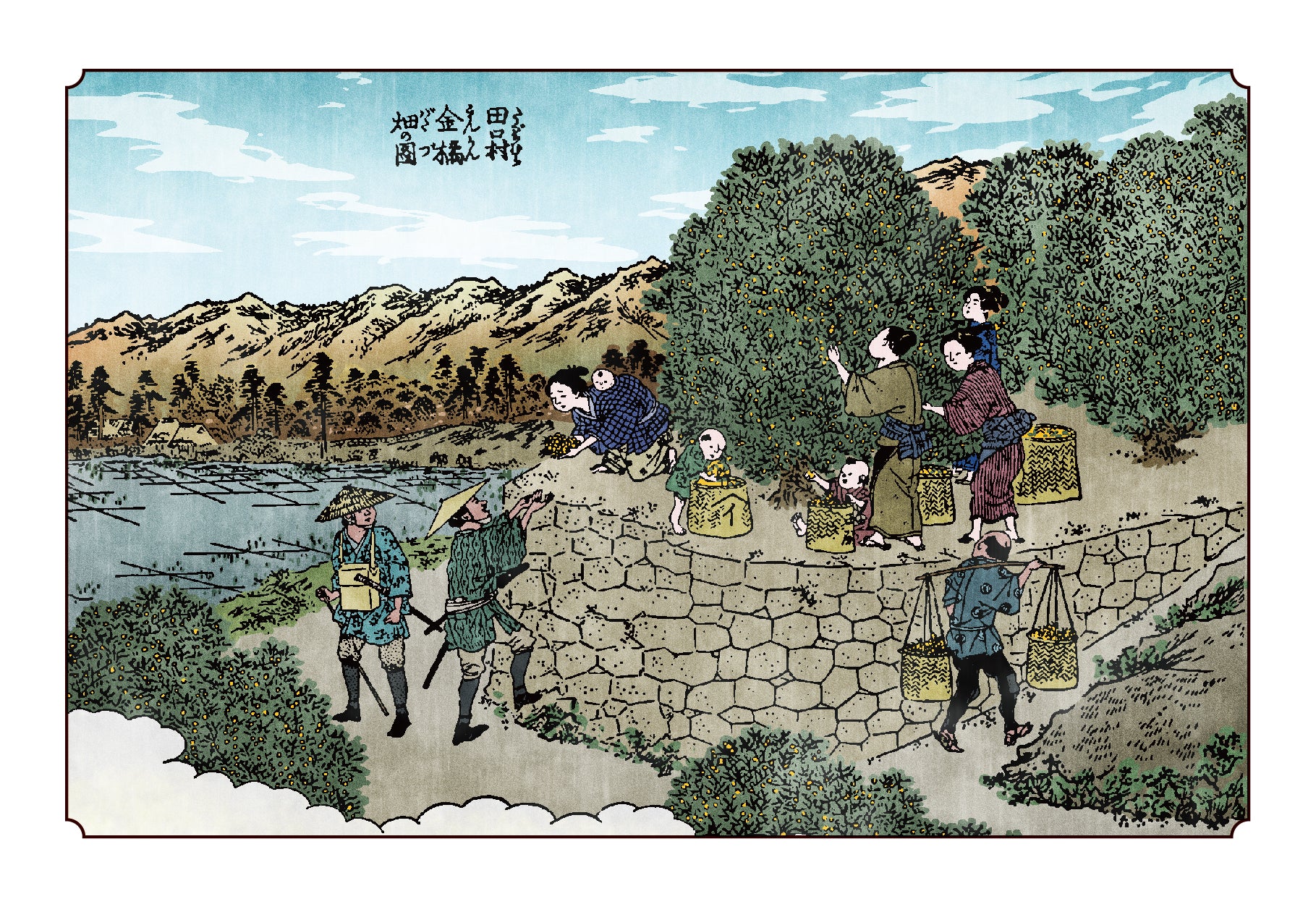 12月のポストカード：田口村 金柑畑
